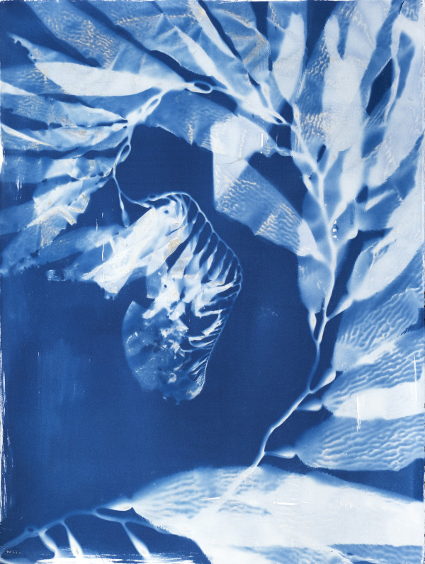 Giant Kelp Study 102 by Oriana Poindexter