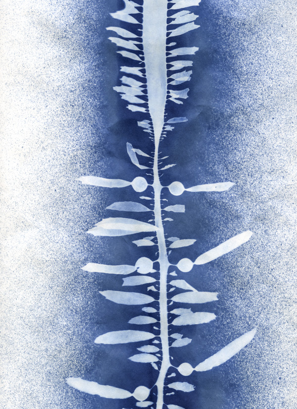 Feather Boa Kelp Study 21 by Oriana Poindexter