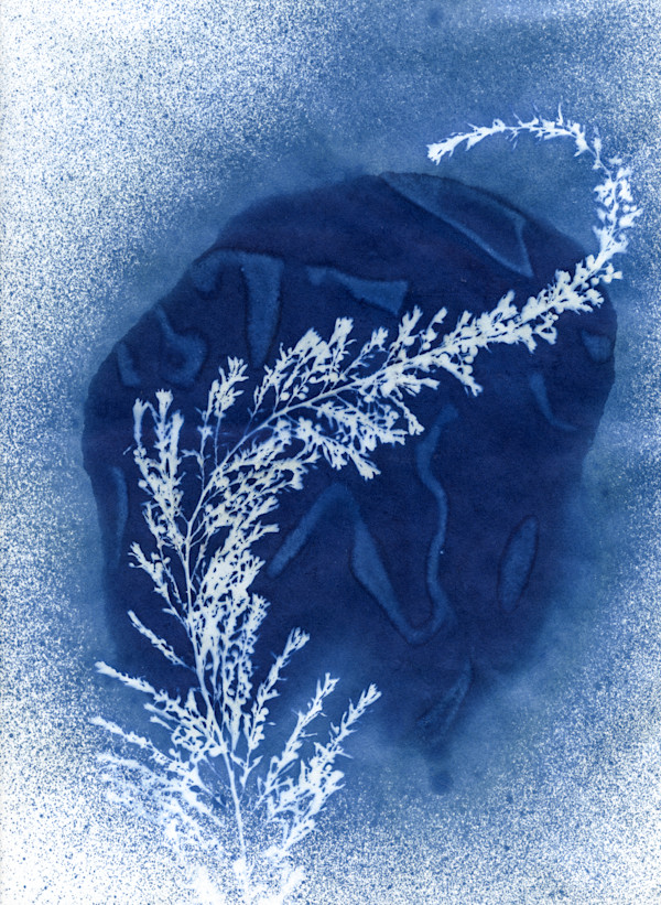 Wireweed Study 2 by Oriana Poindexter