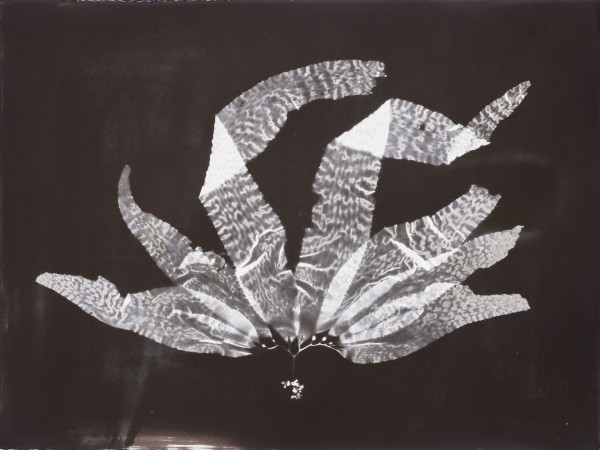 Giant Kelp Study 115 by Oriana Poindexter