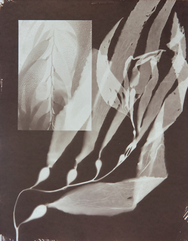 Giant Kelp / Double Vision by Oriana Poindexter