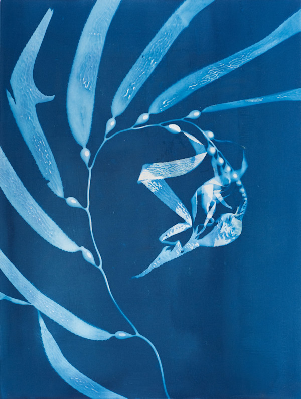 Giant Kelp Study 41 by Oriana Poindexter, Image 2.