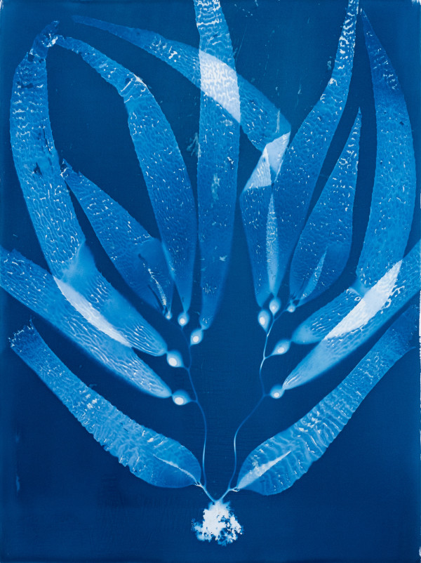 Giant Kelp Study 52 by Oriana Poindexter, Image 5.
