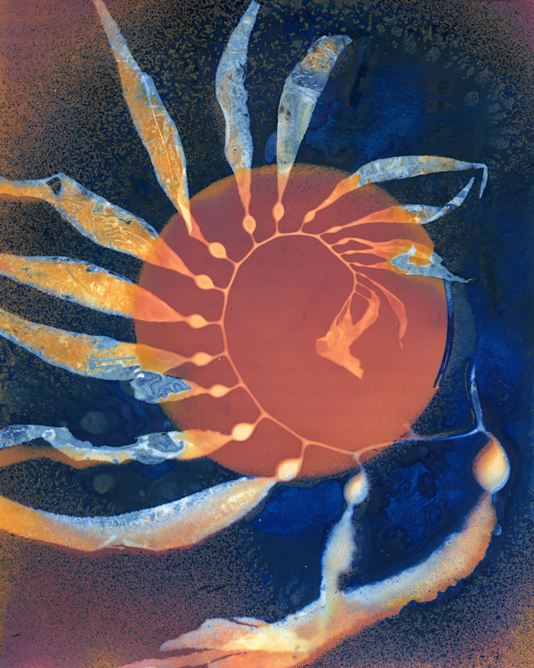 Giant Kelp Study 126 by Oriana Poindexter