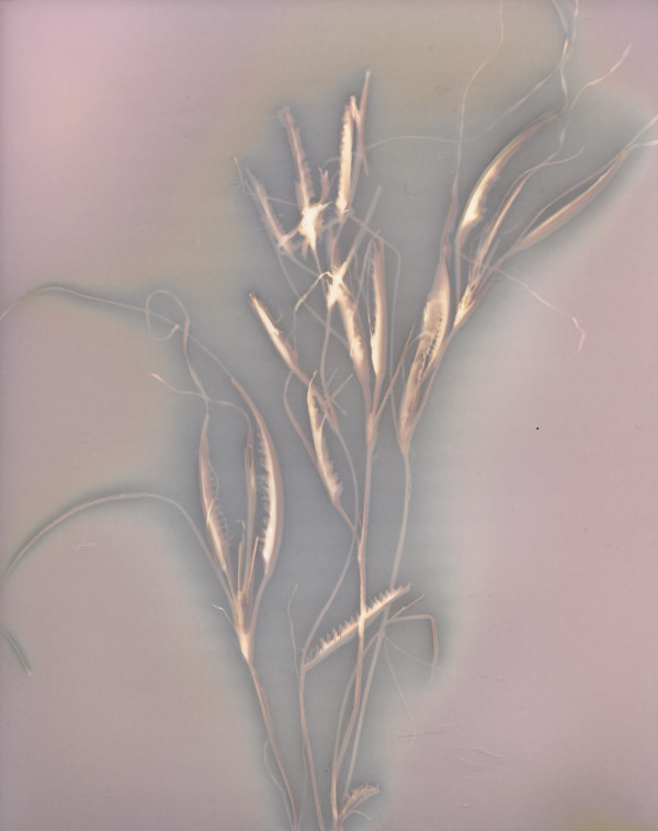 Surfgrass Study 16, Flowering by Oriana Poindexter