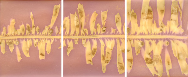 Feather Boa Study 9 by Oriana Poindexter, Image 3.