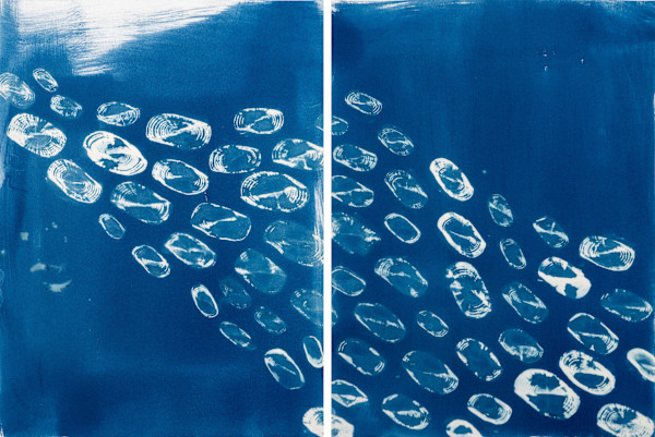 Velella velella Study 6 by Oriana Poindexter