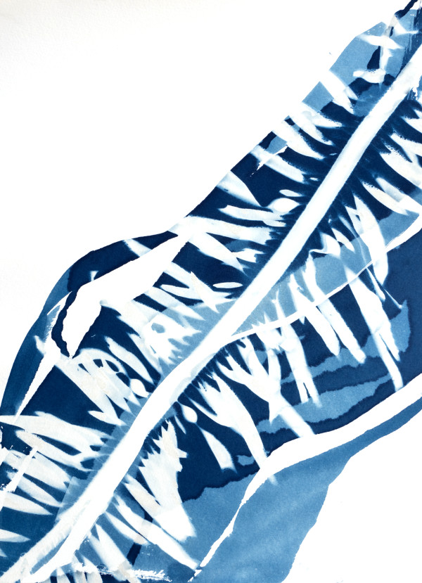 Feather Boa Study 9 by Oriana Poindexter
