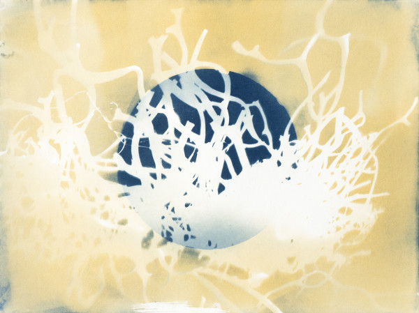 Giant Kelp Holdfast Study 4 by Oriana Poindexter