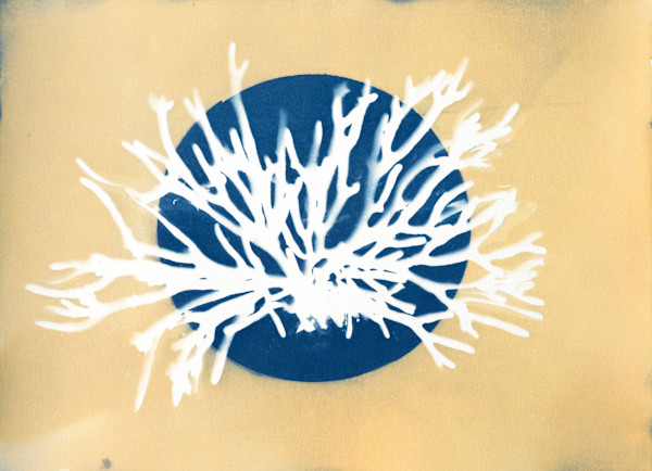 Dead Man's Fingers Study 6 by Oriana Poindexter, Image 2.