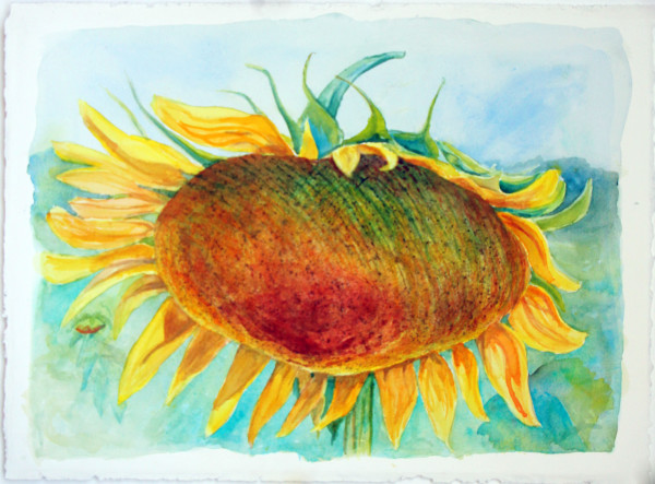 Nodding Sunflower by Theresia McInnis