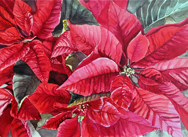 Red Blush Poinsettia by Theresia McInnis