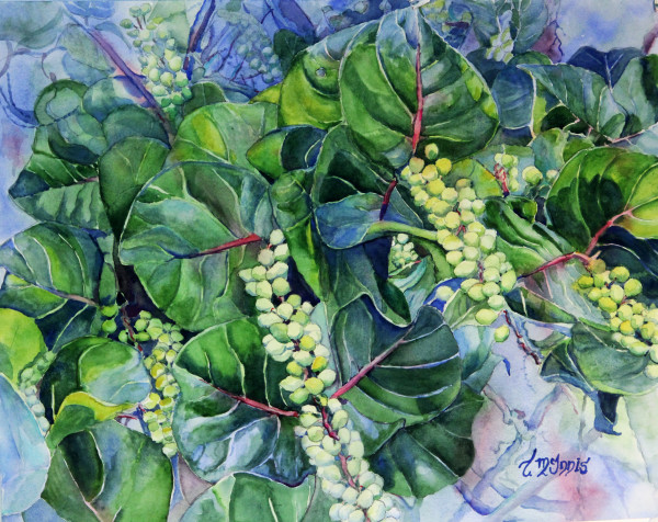 Sea Grapes