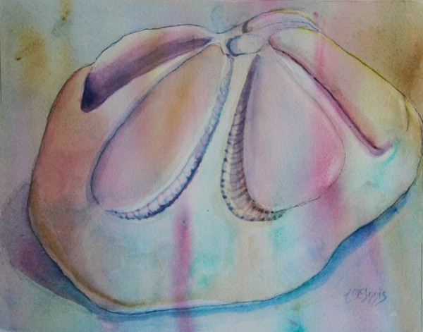 Sea Biscuit on Pastel Sand