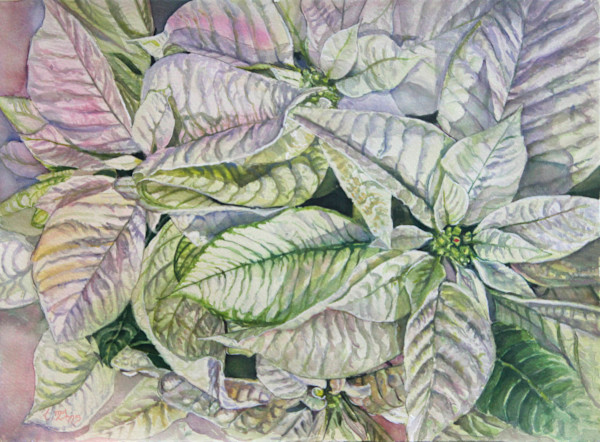 White Poinsettia by Theresia McInnis