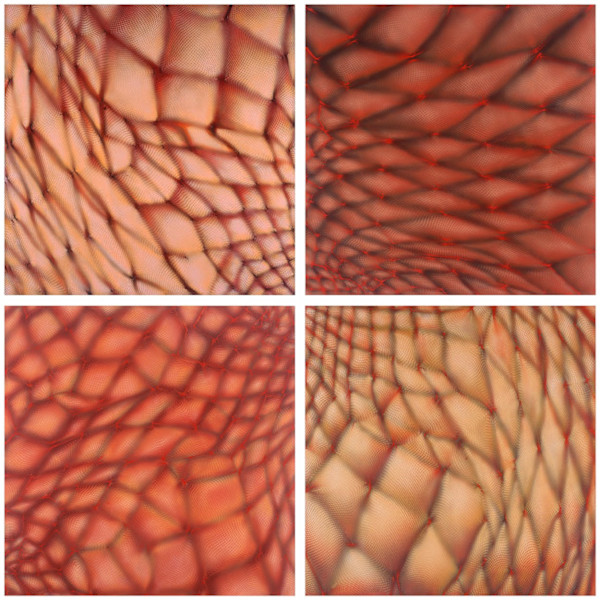 Interconnectedness by Michelle Hinebrook