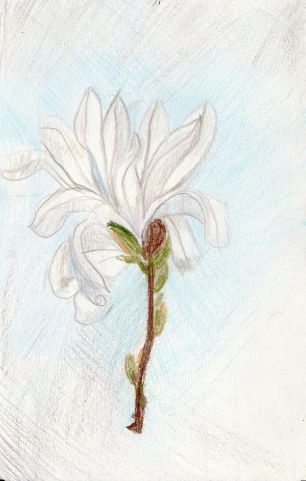 Michelle_Hinebrook_SB_Magnolia by Michelle Hinebrook, Image 1.