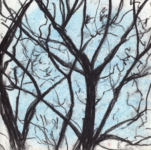 Michelle_Hinebrook_SB_Wintertrees_drnkjp_2 by Michelle Hinebrook, Image 16.