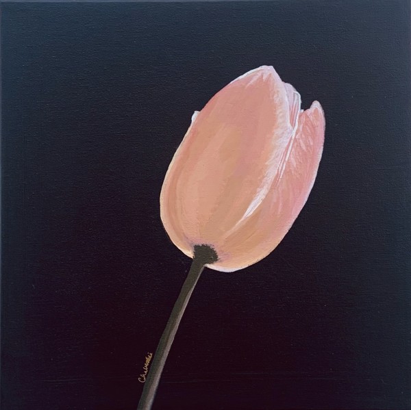 Pink Tulip