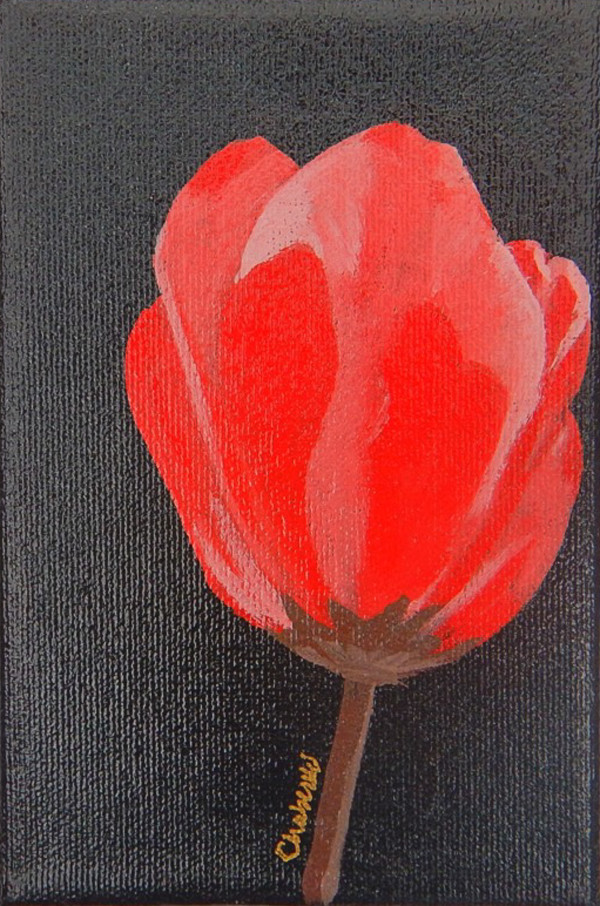 Mothers Day Tulip