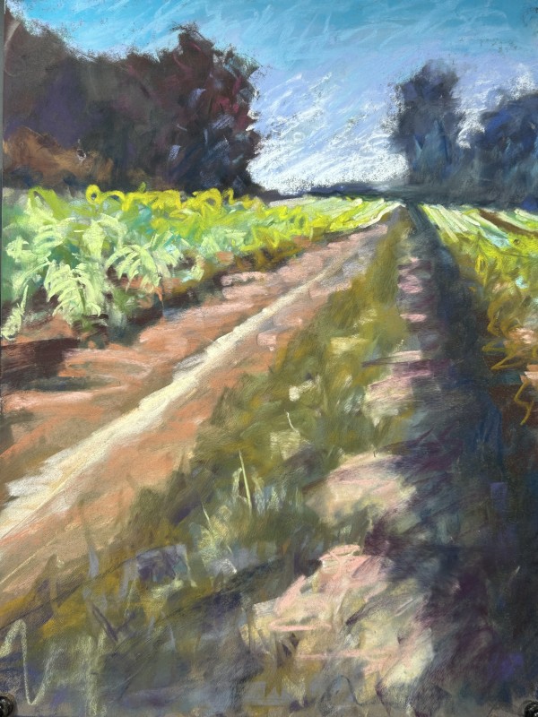 Tobacco Fields in Pinnacle by Laurie Basham