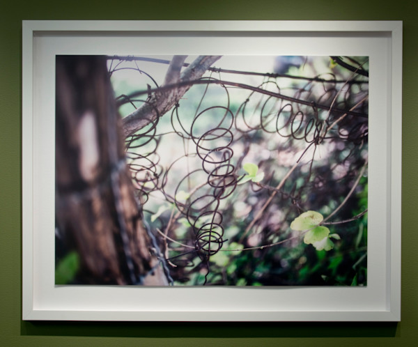 Untitled #14 [Wire Fence] by Hakeem Adewumi