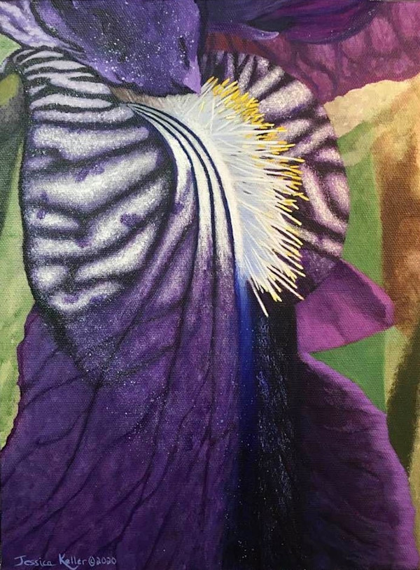 Purple Iris by Jessica Keller