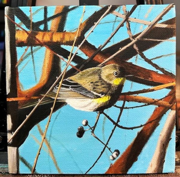 Yellow-Rumped Warbler by Jessica Keller