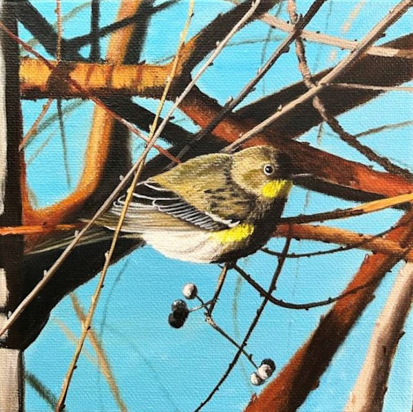 Yellow-Rumped Warbler by Jessica Keller