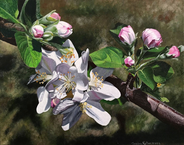 Fuji Apple Blossom by Jessica Keller