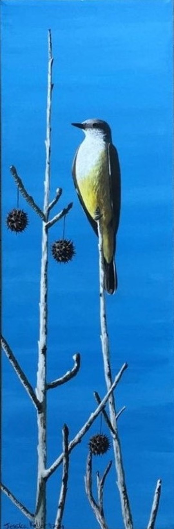 Western Kingbird by Jessica Keller
