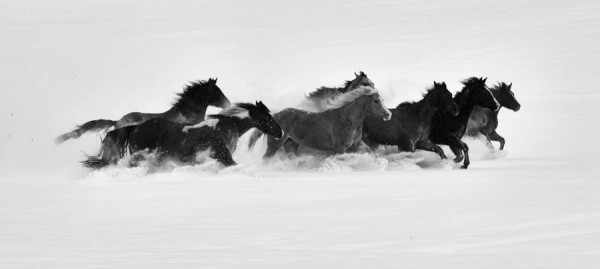 Winter's Horses 5/10