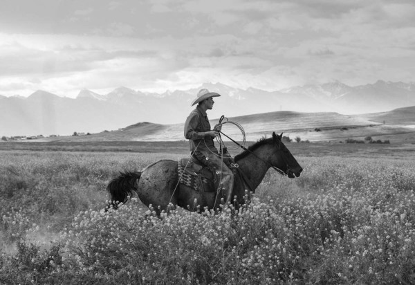 Crae In The Field 1/5 by Landry Major