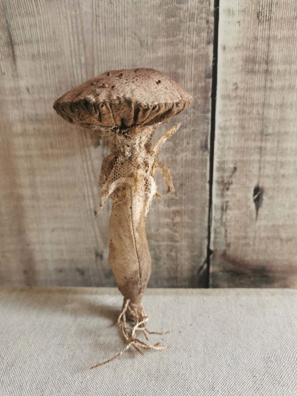 Small Mushroom 2