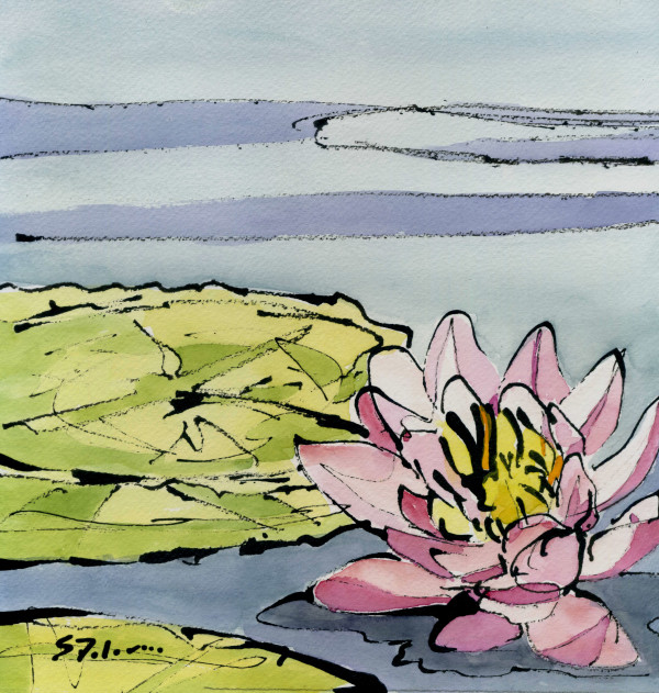 Lotus in Pink by Sue Dolamore
