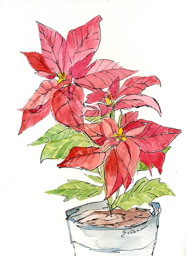 Poinsettia by Sue Dolamore