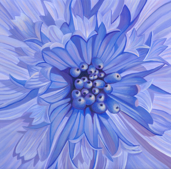 No. 137 Blue Ice Osteospermum - Grace in Stillness by Renée Switkes
