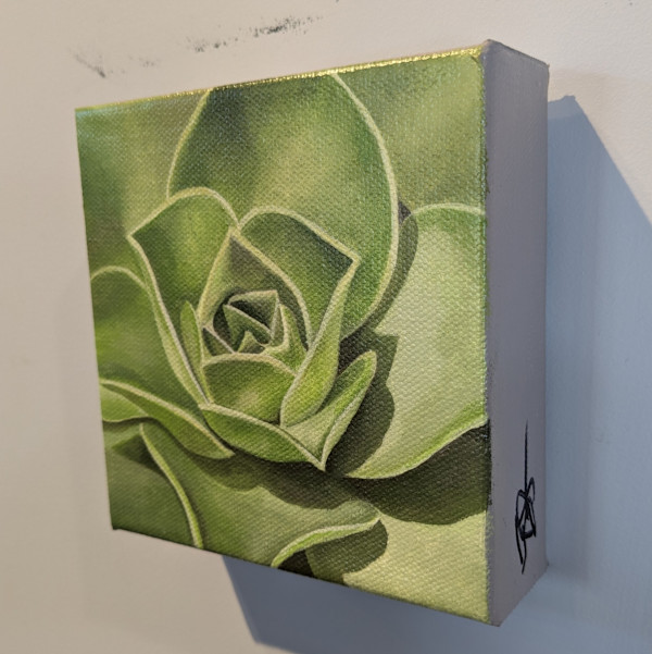 No. 105 Aeonium - Transformation by Renée Switkes