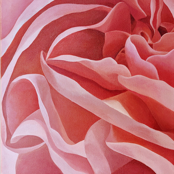 No. 127 Carnation - Gratitude by Renée Switkes