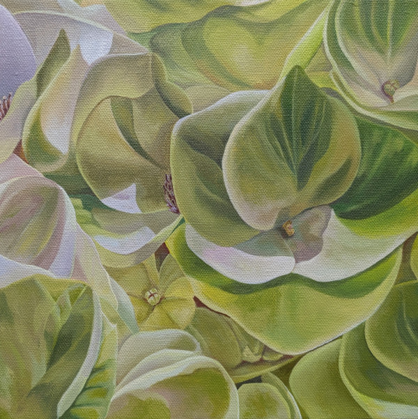 No. 130 Hydrangea - Renewal by Renée Switkes