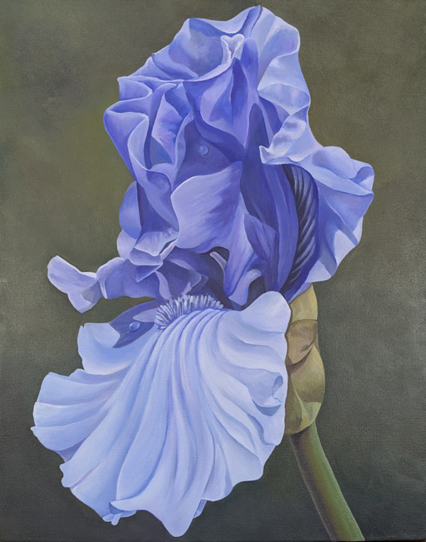 141 Iris - Tranquil Resolve by Renée Switkes
