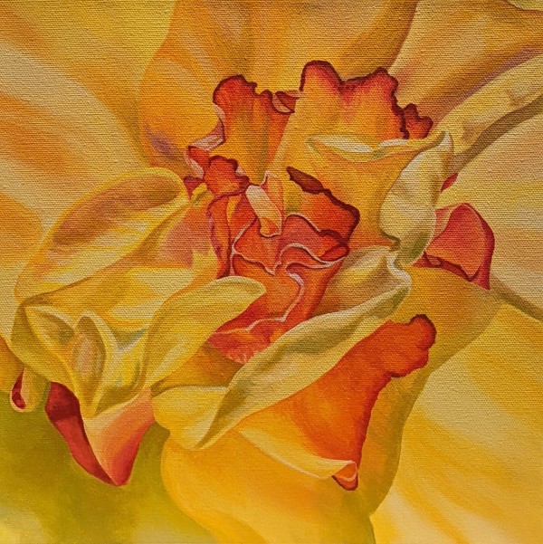 No. 65 Double Daffodil; Radiance by Renée Switkes
