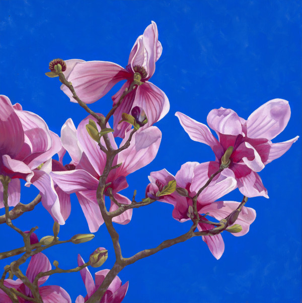 No. 49 Magnolia; Endurance by Renée Switkes