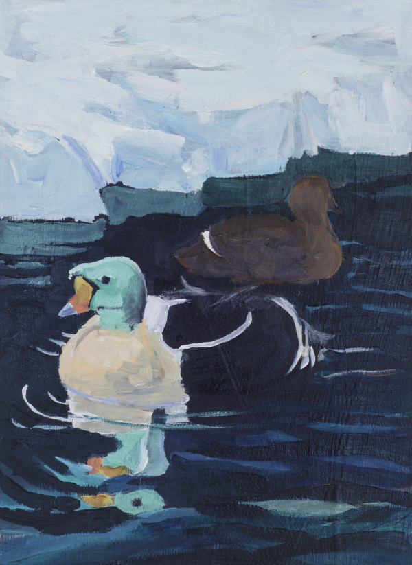 King Eider
