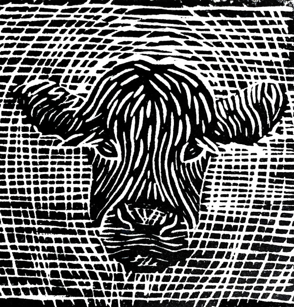 Oklahoma Wildlife - Calf by Elizabeth Czaplinski