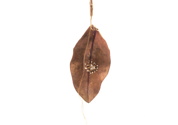 Brown Leaf