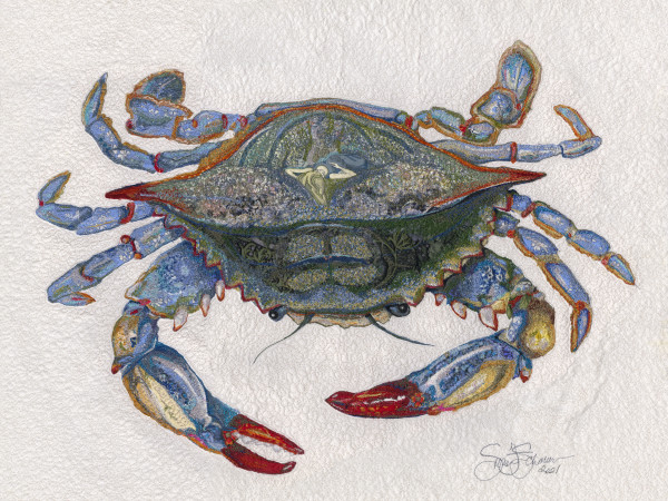 "SHE CRAB"   Female Blue Crab (Callinectes sapidus) by Susan Fay Schauer Fiber Artist