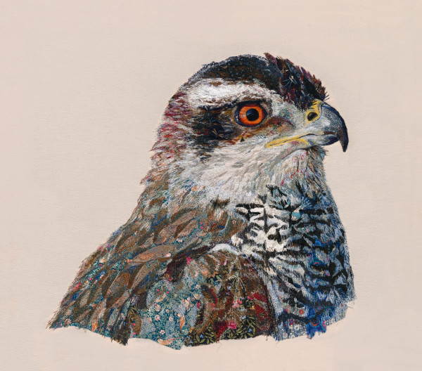 "Cooper's Cousin"  Mother Cook's Hawk.  Northern Goshawk (Accipiter gentilis) by Susan Fay Schauer Fiber Artist