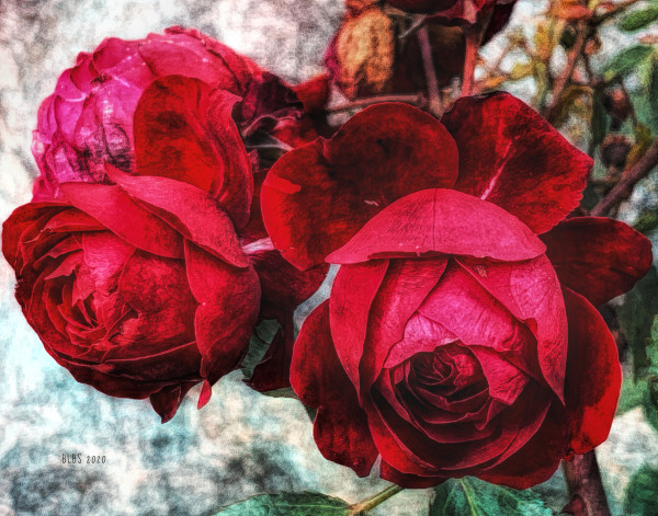 Antique Red Roses by Barbara Storey