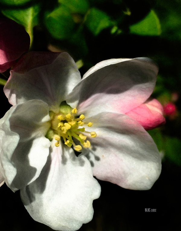 Apple Blossom by Barbara Storey